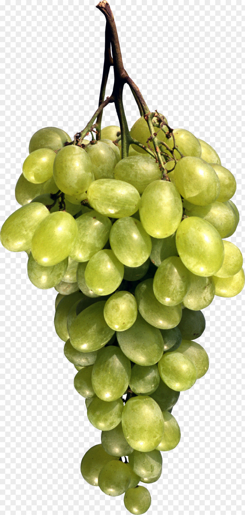 Creative Medical Applications Grape Seed Oil Fruit Berry PNG