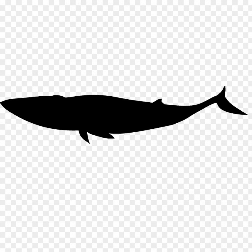 Dolphin Porpoise Cetacea Silhouette Clip Art PNG