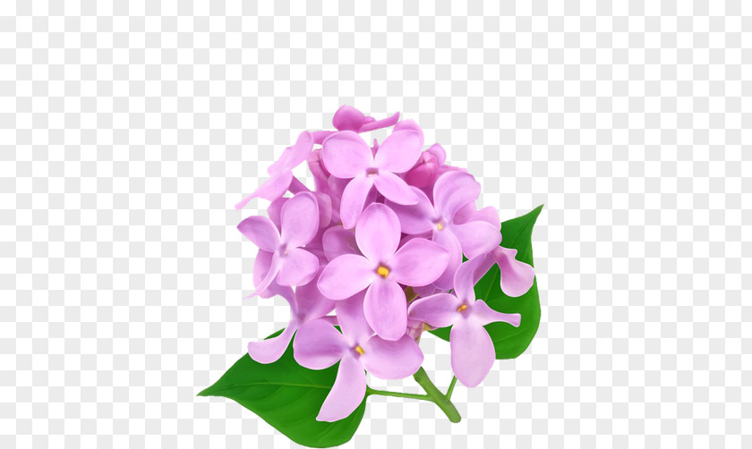 Flower Color PNG