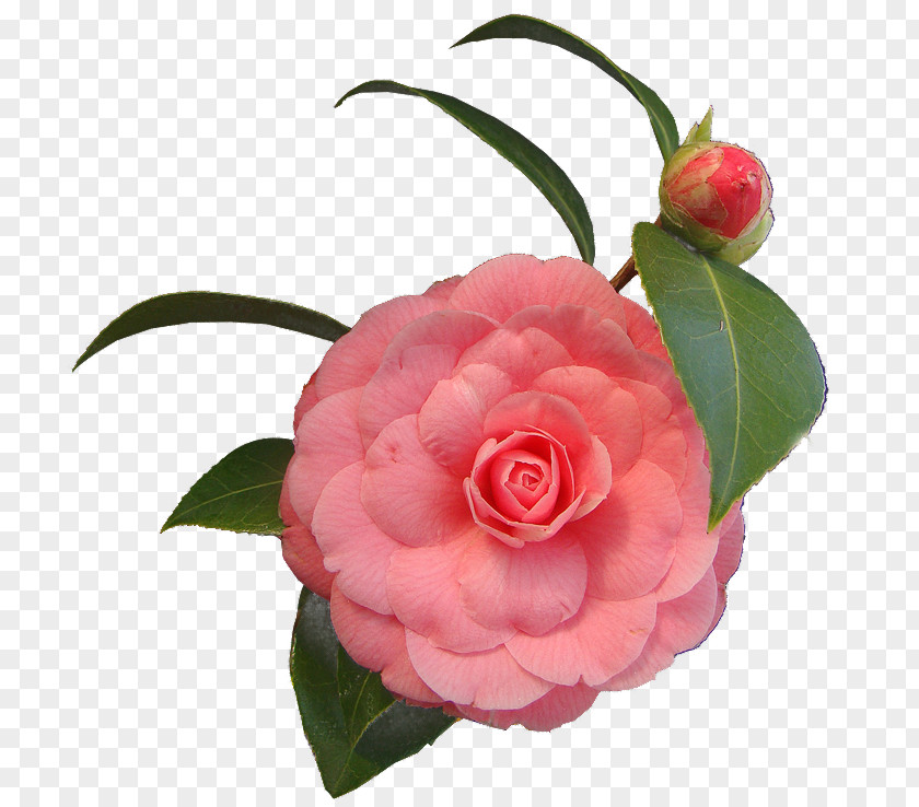 Flower Cut Flowers .net Japanese Camellia PNG