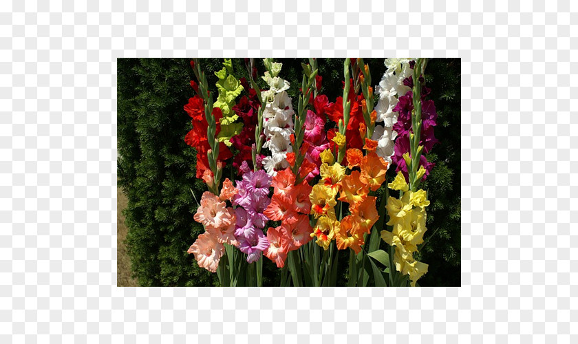 Gladiolus Cut Flowers Bulb Plant Coppertips PNG