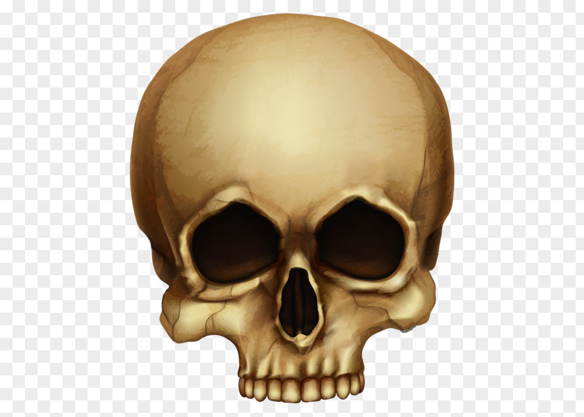Horror Skull Skeleton Clip Art PNG