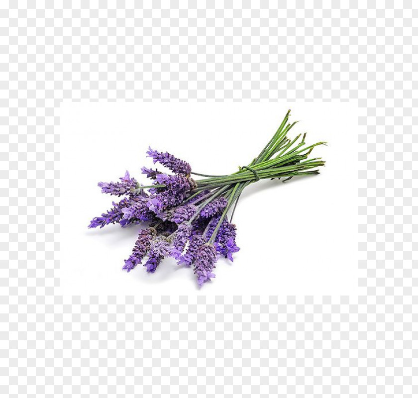 Lavanda English Lavender Oil DoTerra Essential PNG
