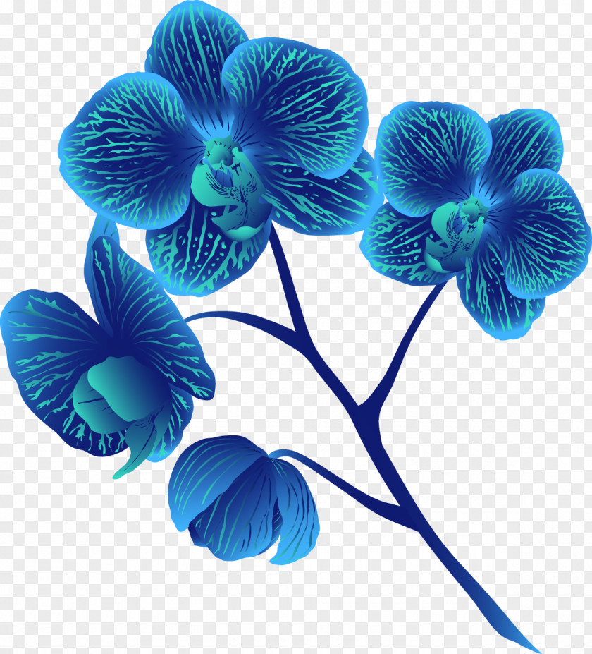Moth Orchids Cut Flowers Petal Turquoise PNG