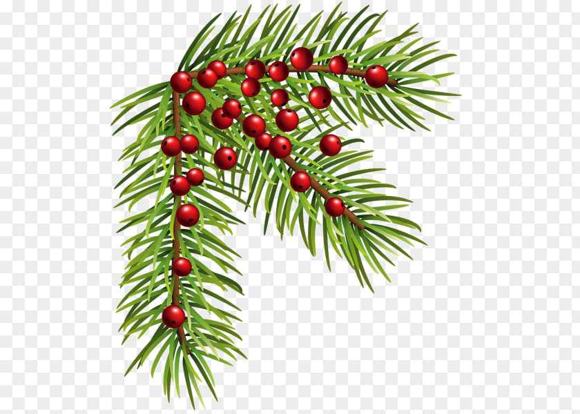 Pine Clipart Christmas Ornament Conifer Cone Clip Art PNG