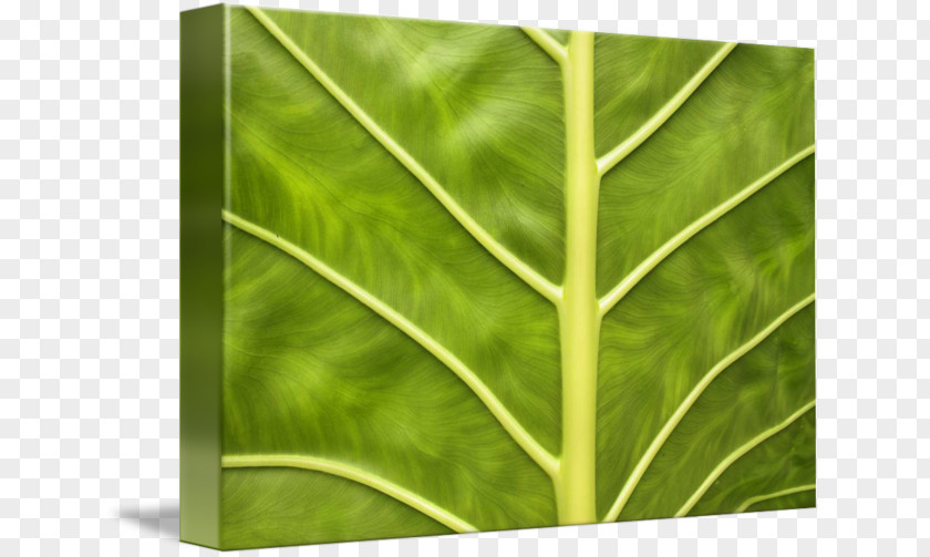 Vein In Kind Leaf Green Plant Stem PNG