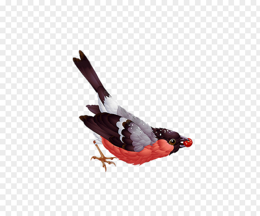 Bird Clip Art Vector Graphics Illustration Image PNG