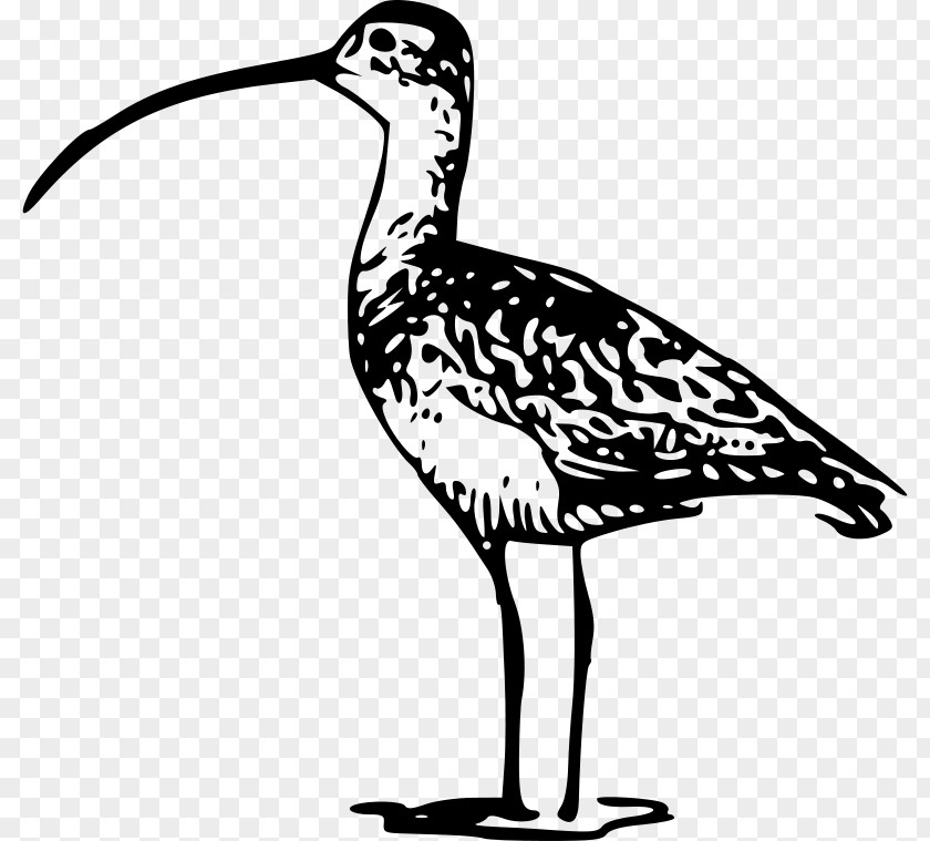 Bird Shorebirds Long-billed Curlew Clip Art PNG