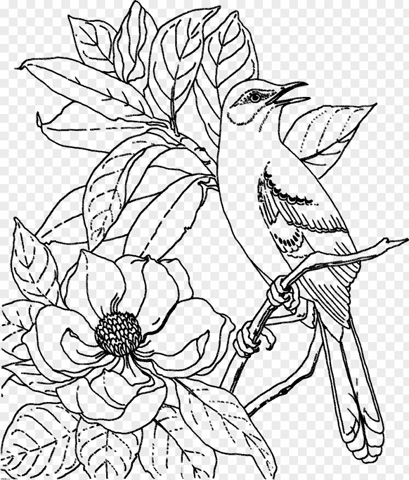 Bird State Coloring Book Nest Adult PNG