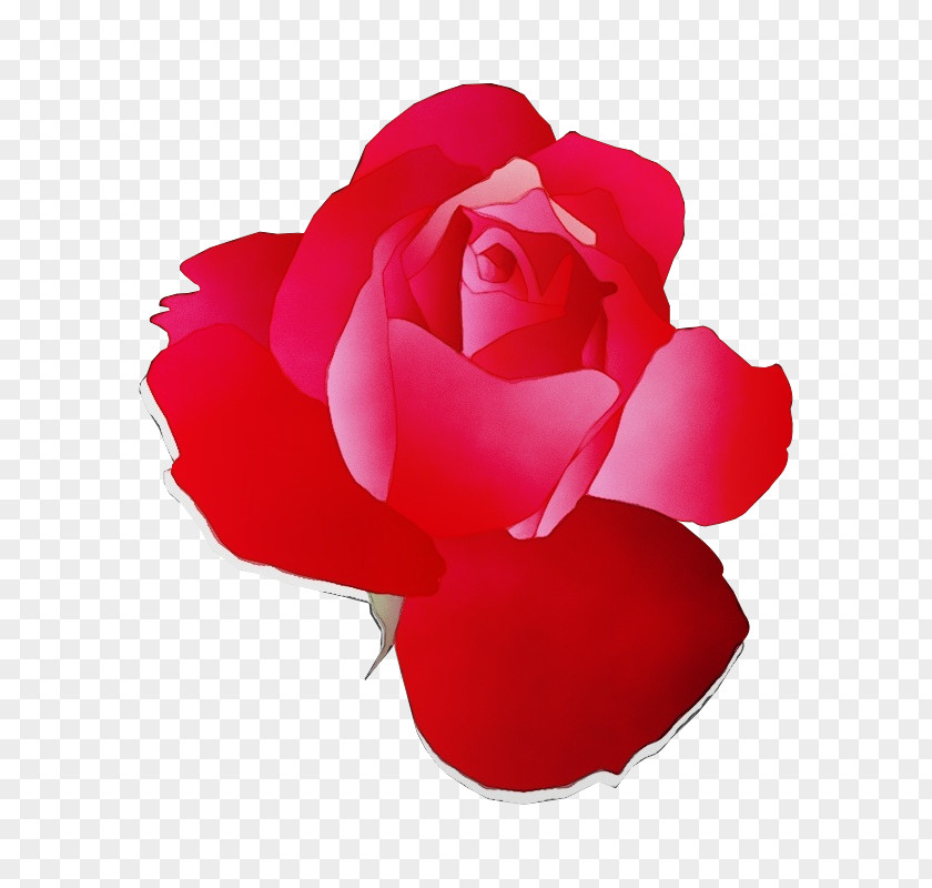 Floribunda Plant Garden Roses PNG