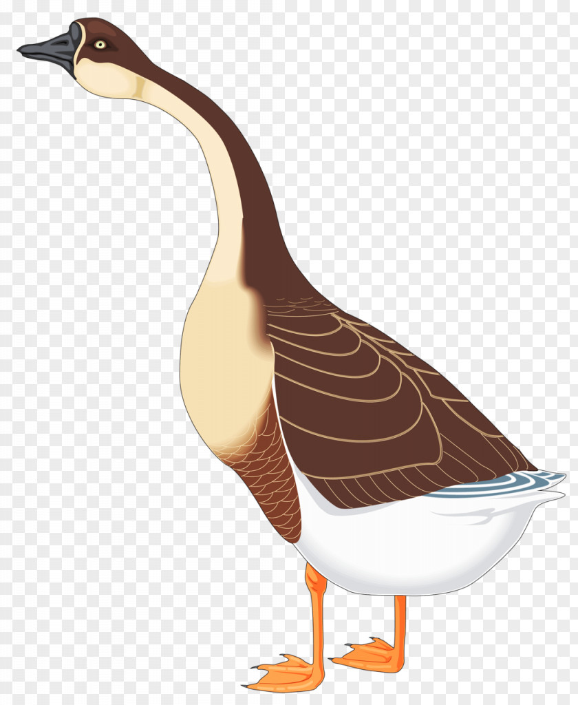 Goose Chinese Bird Duck PNG