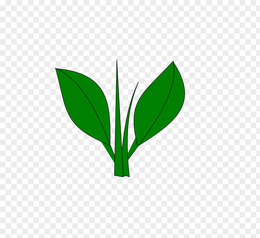 Leaf Plant Stem Tree PNG