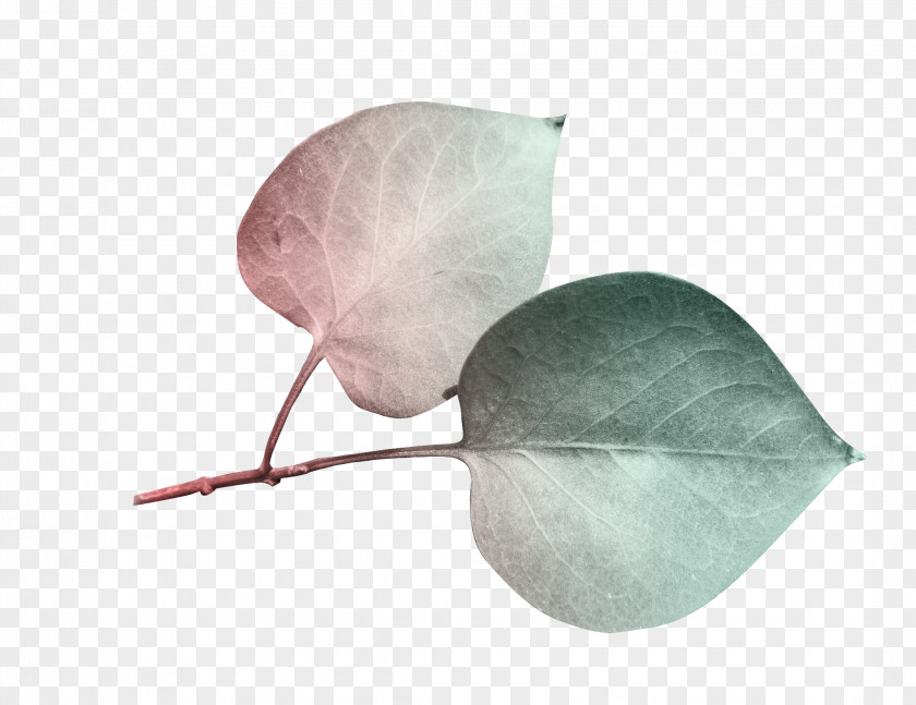 Leaves Free Download Leaf PNG