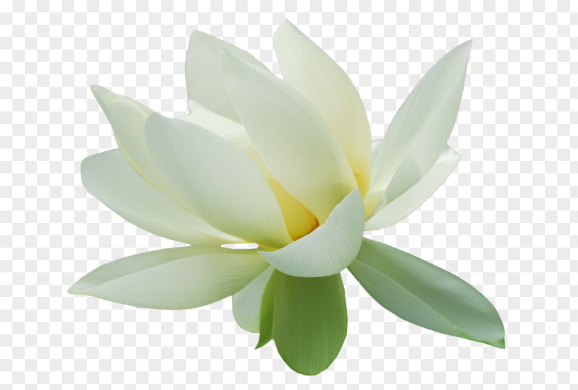Nelumbo Nucifera High-definition Television Lotus Effect Clip Art PNG