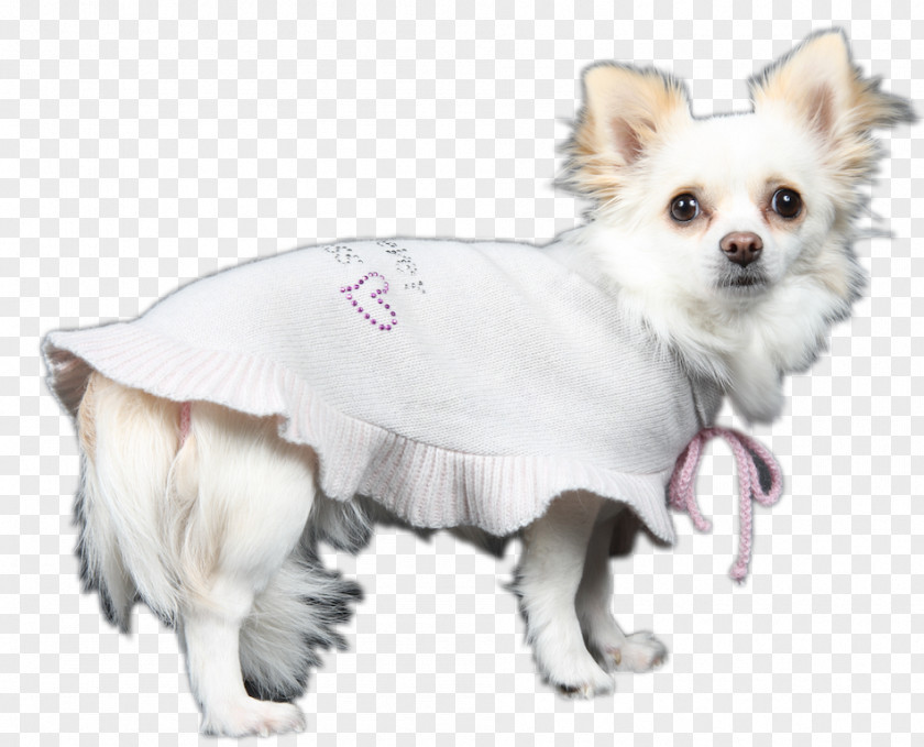Puppy Dog Breed Chihuahua Companion Snout PNG