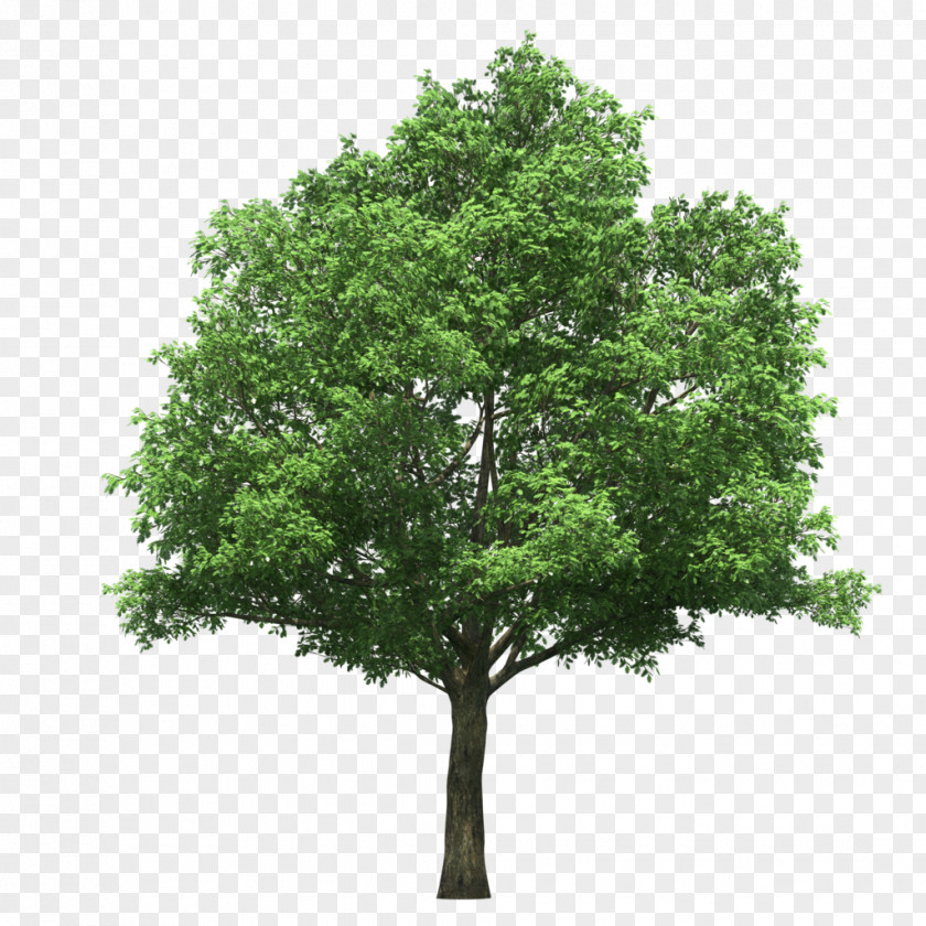 Tree Stock Photography Image Stock.xchng PNG