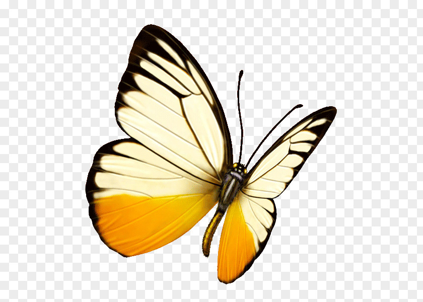 Butterfly Monarch Pieridae Lycaenidae Moth PNG