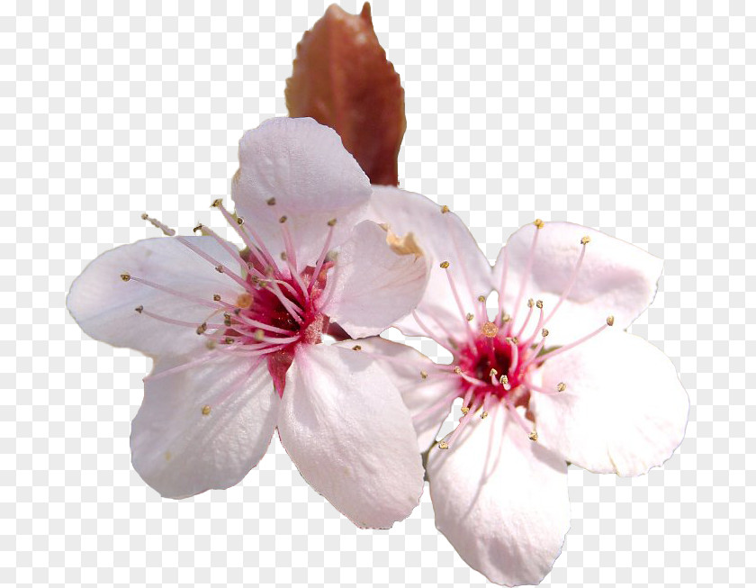 Cherry Blossom Flower Cerasus PNG