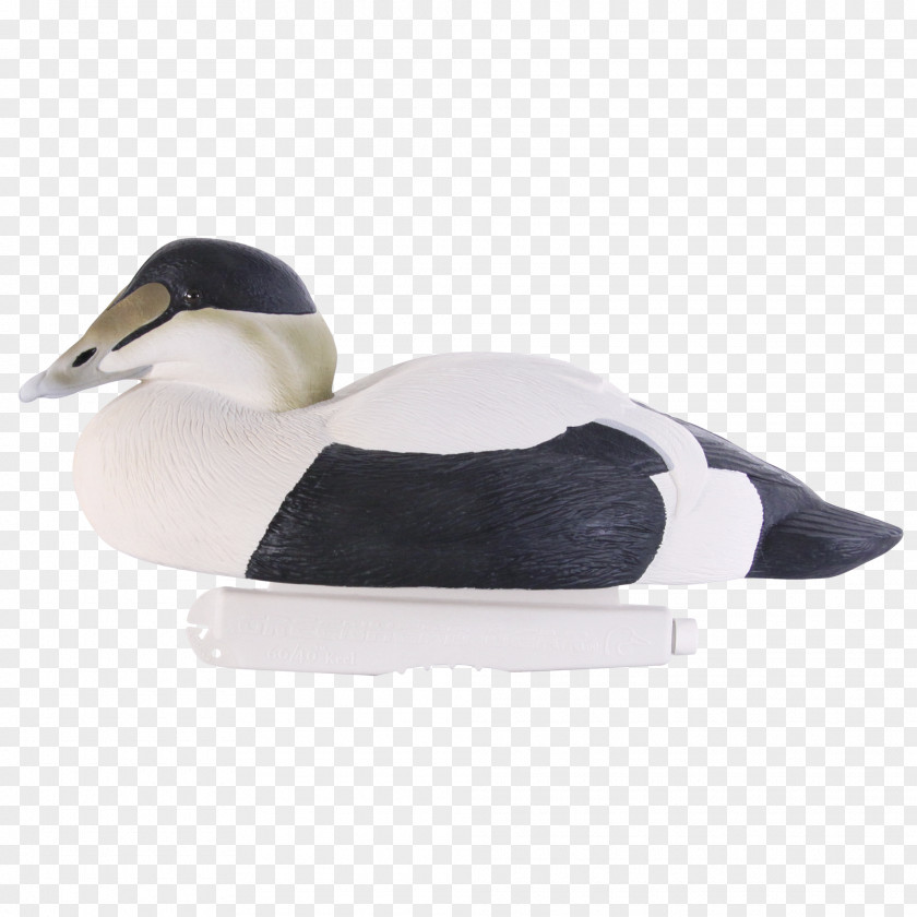 Duck Mallard Shoe Beak Eider PNG