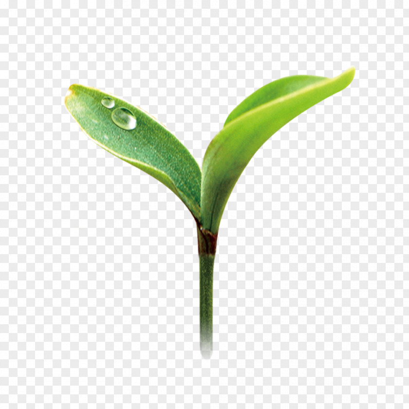 Grass Green Euclidean Vector Herbaceous Plant PNG