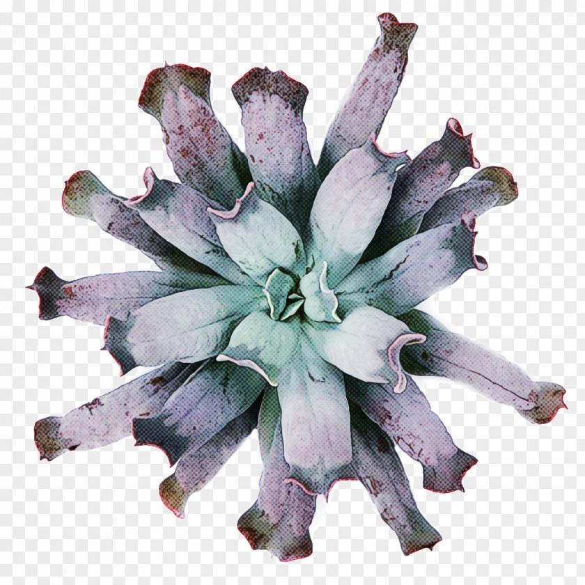 Plant Purple Flower PNG