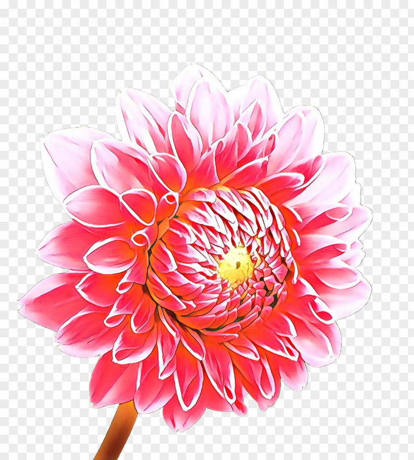 Protea Family Aster Flowers Background PNG