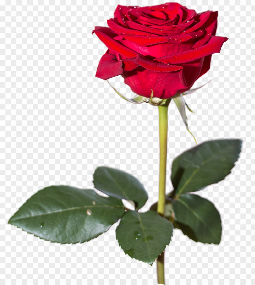 Rose High-definition Video Wallpaper PNG