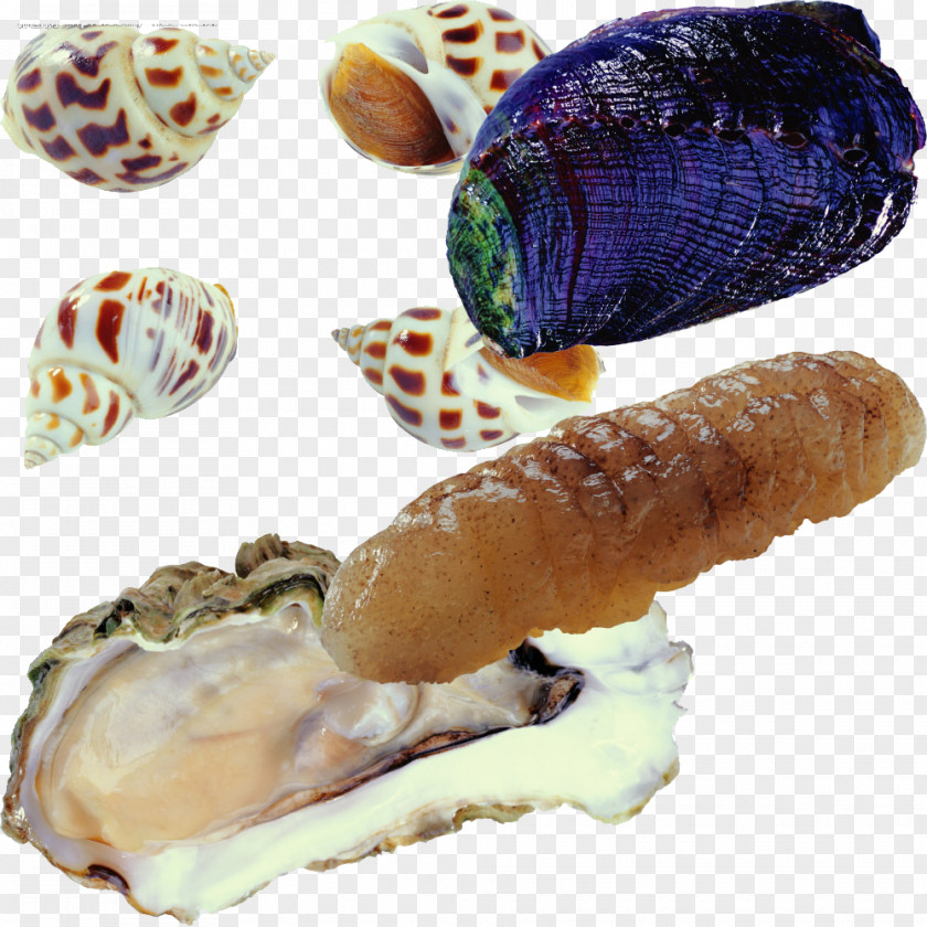 Snail Seashells Pattern Oyster Seafood Clam Barbecue Congee PNG