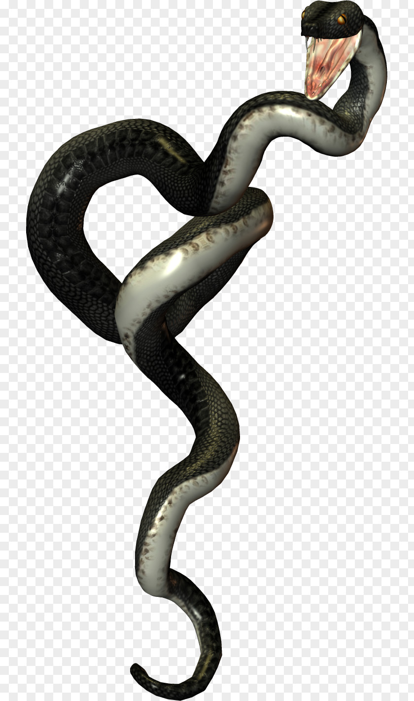 Snake Reptile Vipers PNG