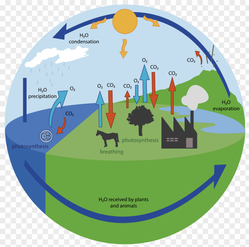 Water Oxygen Cycle Carbon Biogeochemical PNG