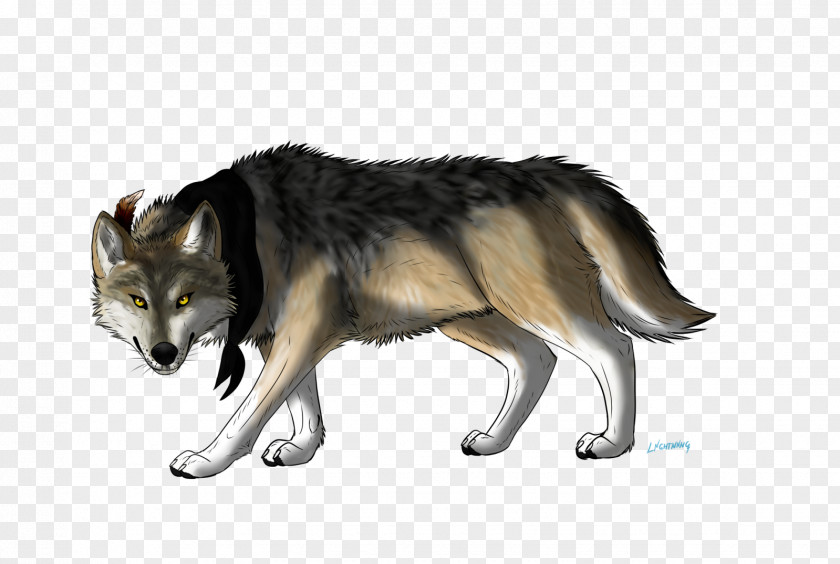 GREY WALLPAPER Saarloos Wolfdog Czechoslovakian Coyote Alaskan Tundra Wolf PNG