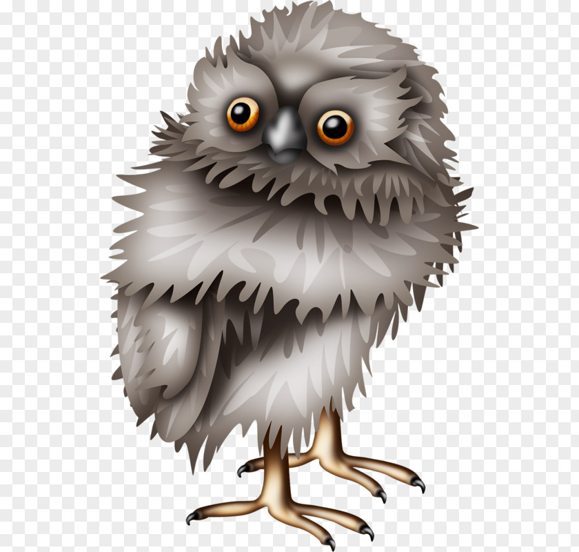 Owl Little Bird PNG