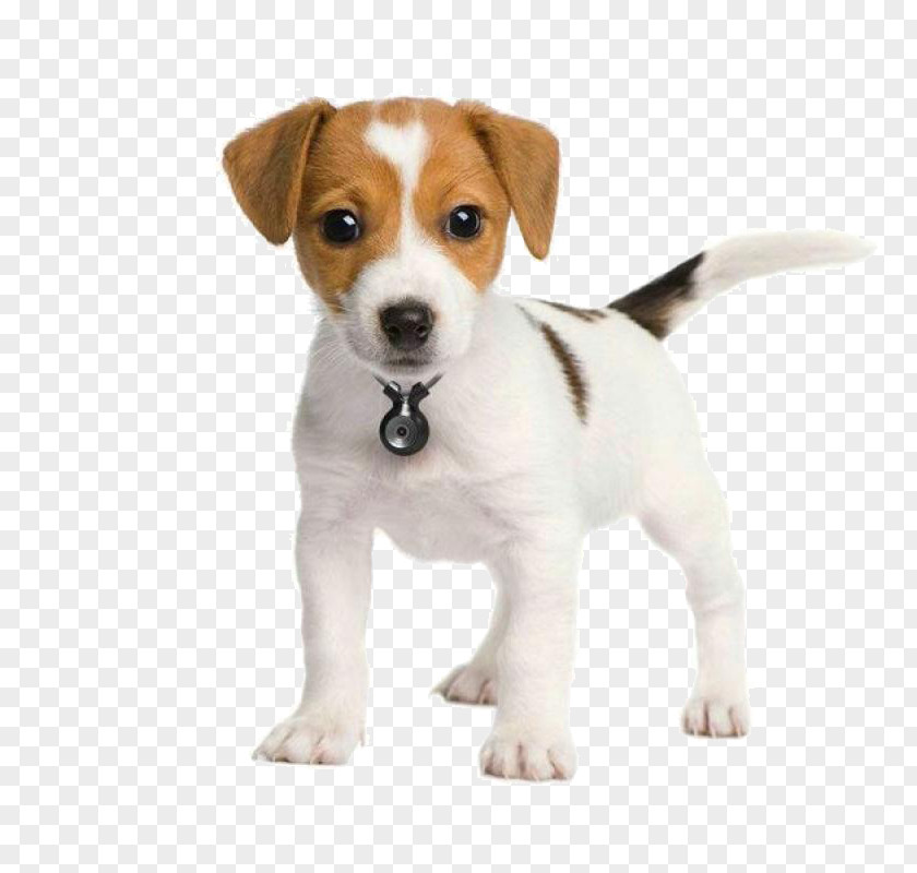 Pet Puppy The Parson And Jack Russell Terriers Terrier PNG