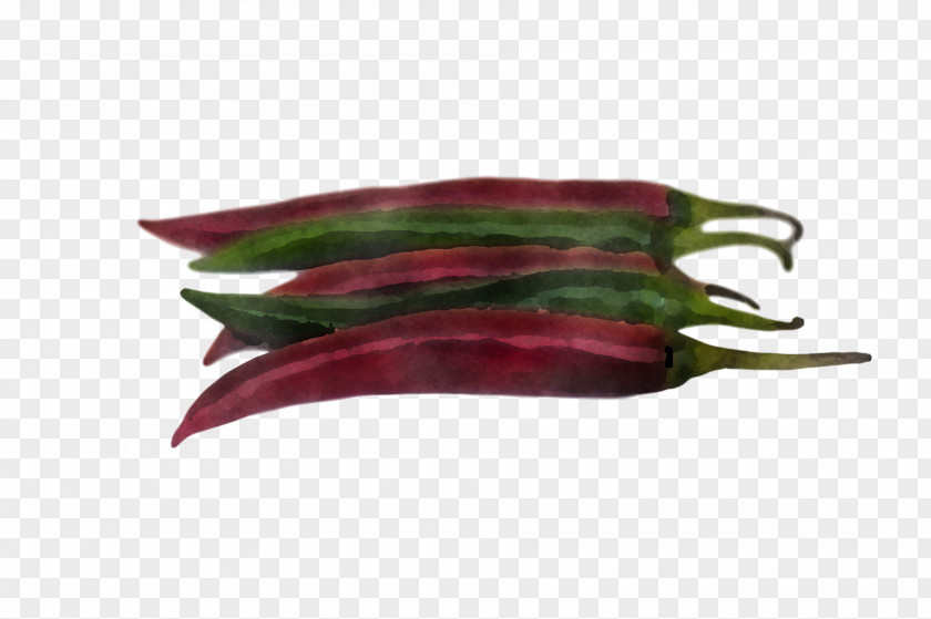 Vegetable Plant Okra Chili Pepper Eggplant PNG