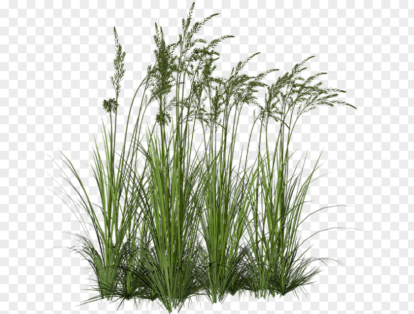 Grass Trees Ornamental Grasses Tallgrass Prairie Clip Art PNG