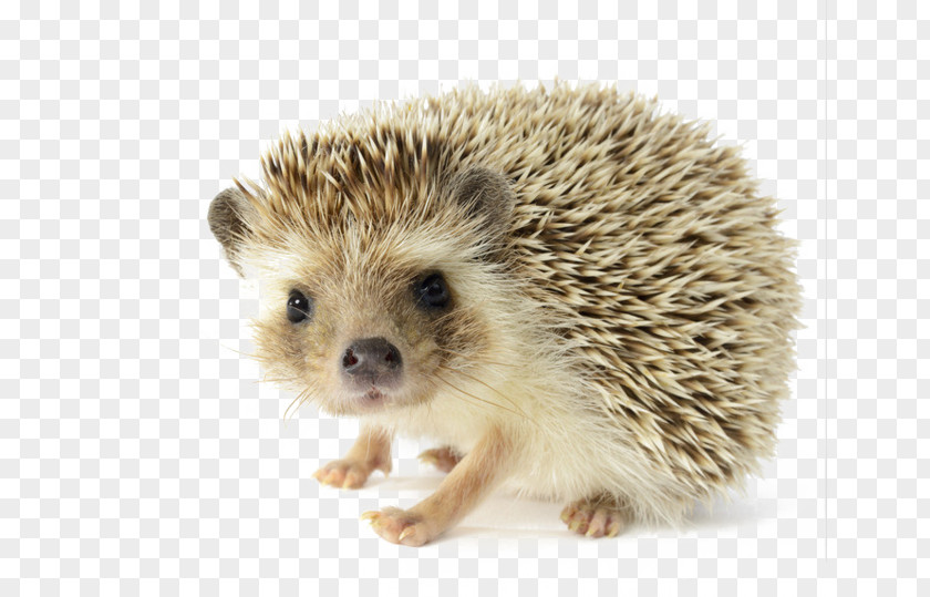 Hedgehog The And Fox Pet Domesticated Dog PNG