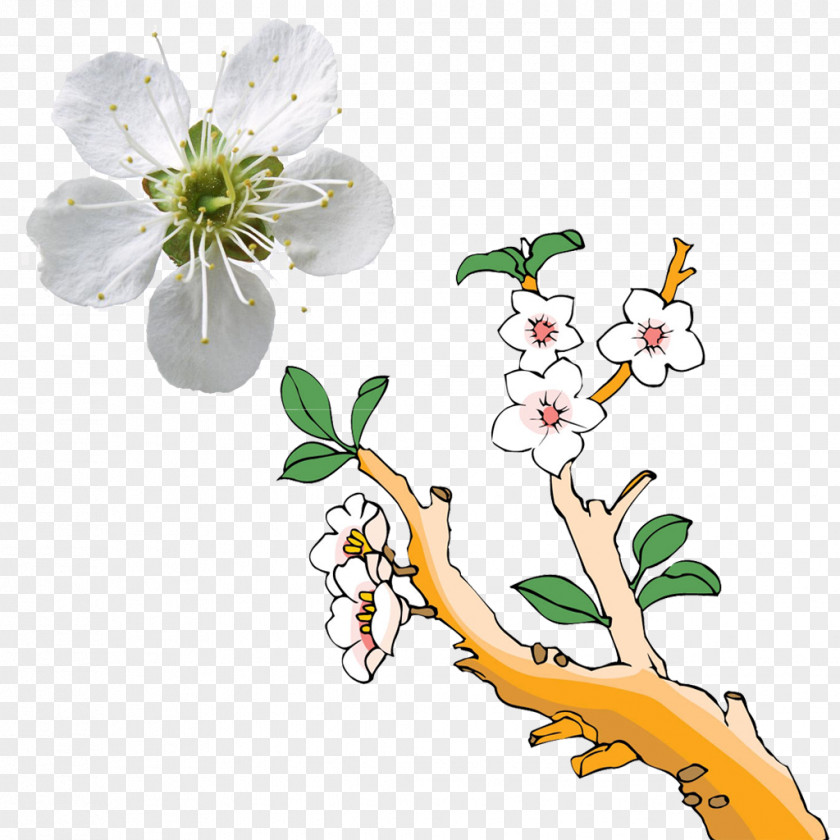 Painted White Pear HD Blossoming Tree Painting Illustration PNG