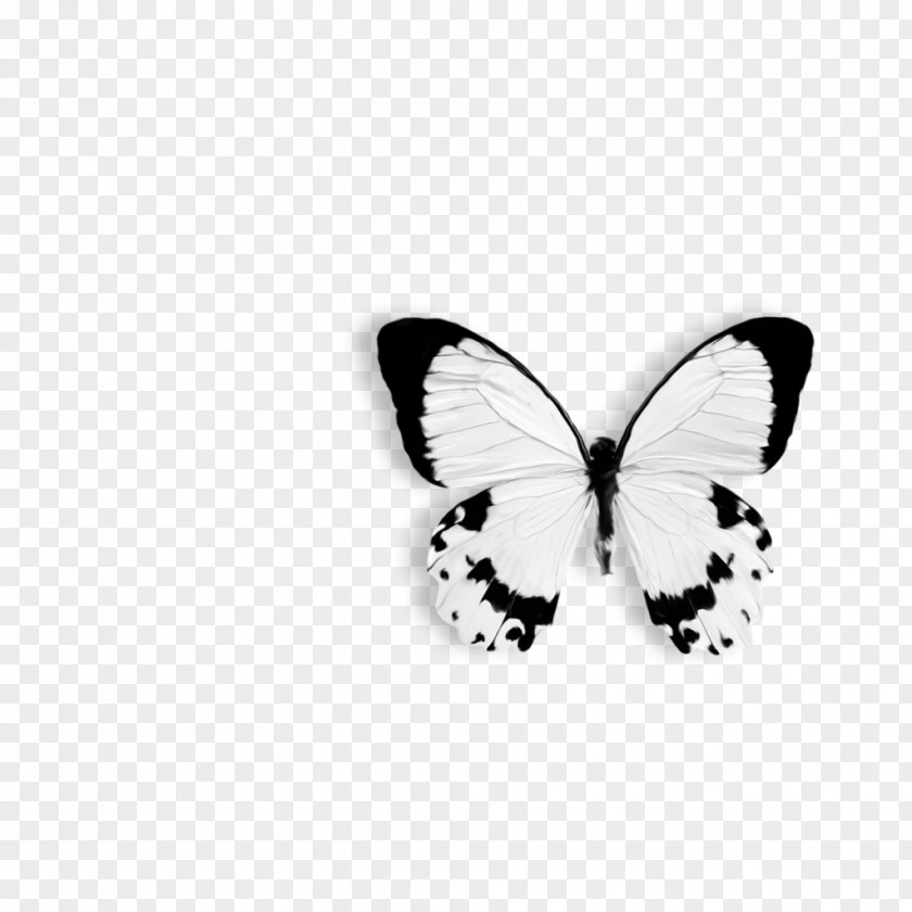 Twigs Butterfly Papilio Dardanus Drawing Black And White Clip Art PNG