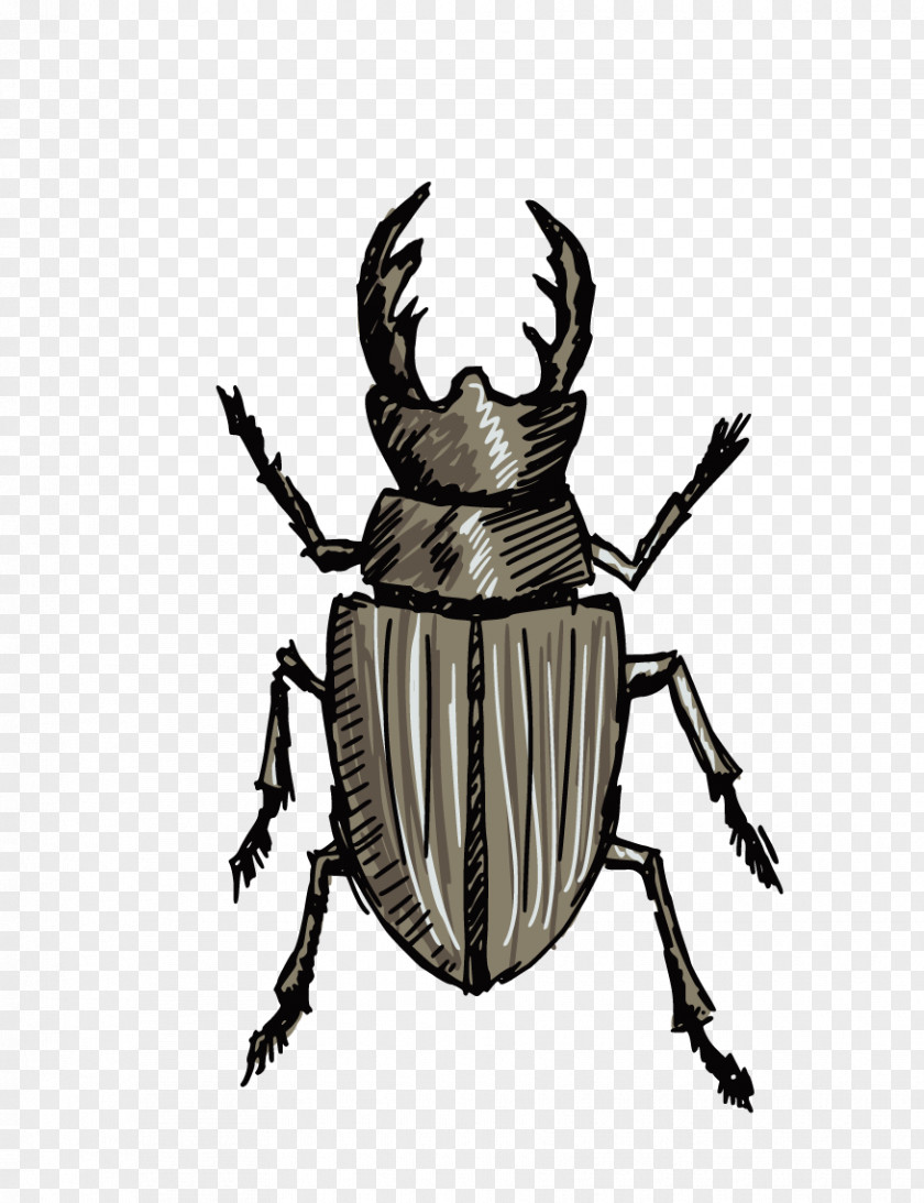 Beetles Stag Beetle Drawing Clip Art PNG