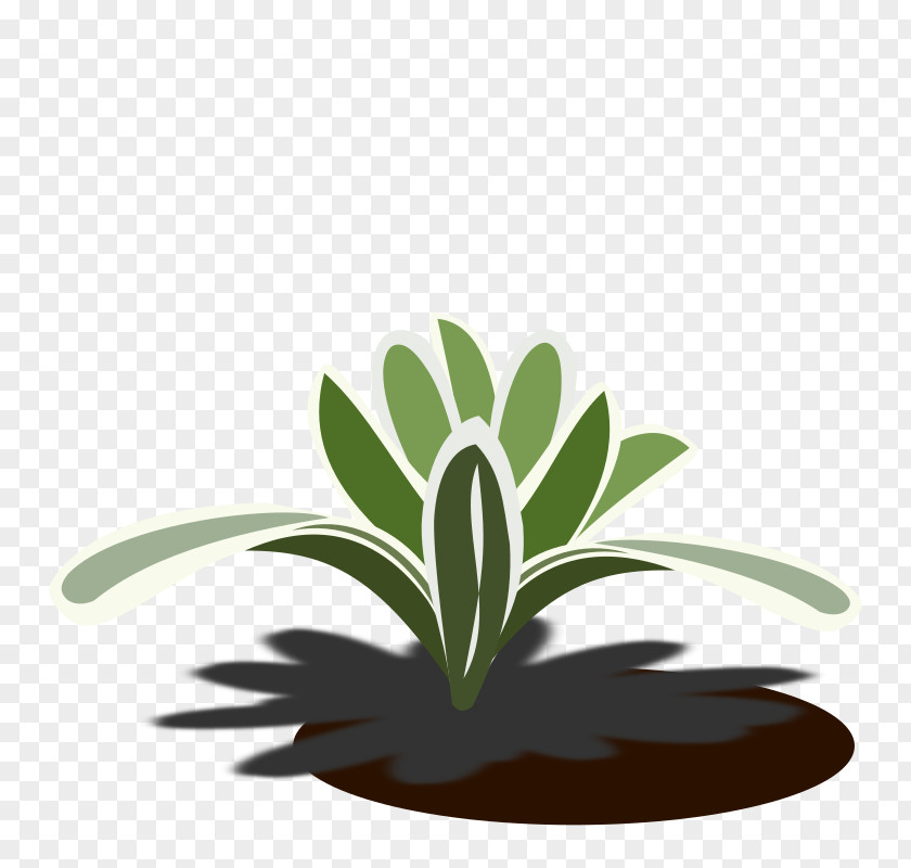Bromeliad Bromelia Drawing Plant Clip Art PNG