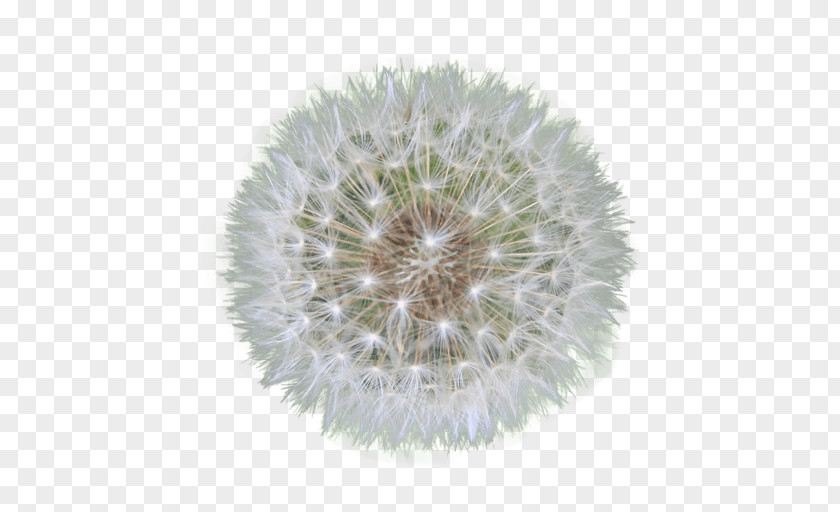 Dandelion Seeds Flower Clip Art PNG