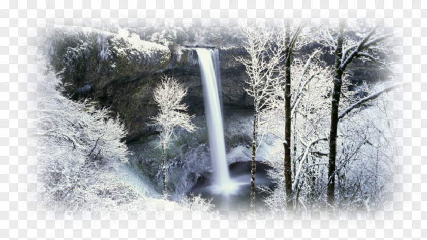 Forest Desktop Wallpaper 1080p Winter 720p PNG