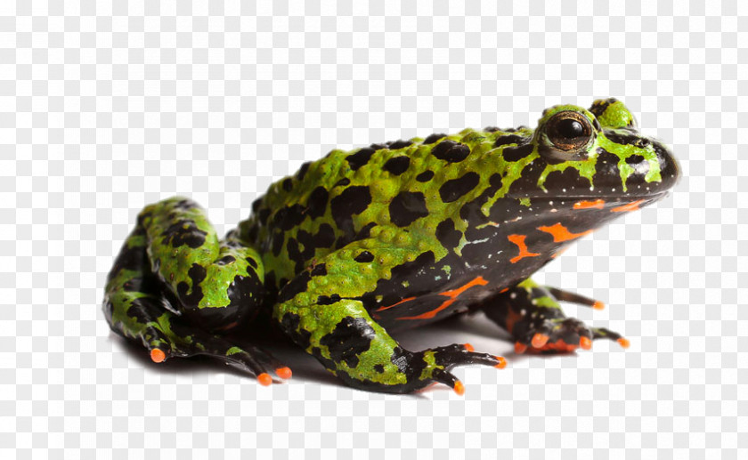 HD Green Frog Head Toad True Amphibian Edible PNG