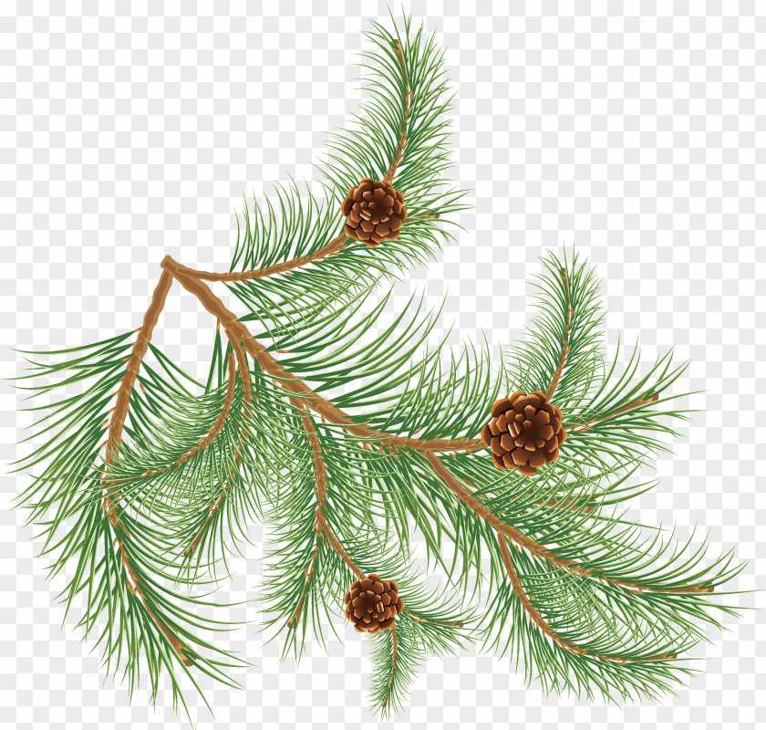 Tree Conifer Cone Pinus Palustris Fir Clip Art PNG