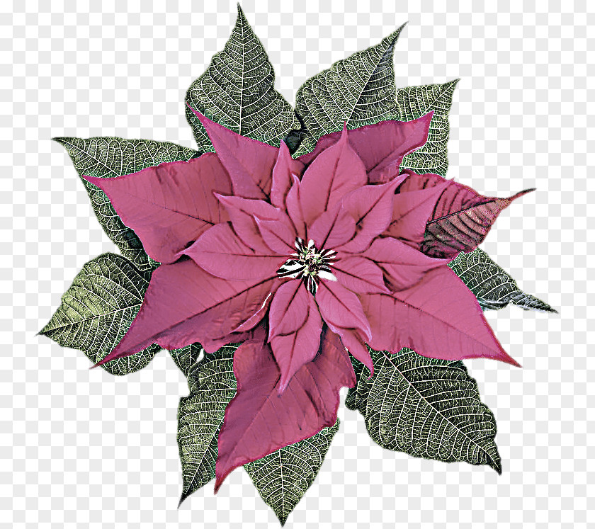 Clematis Flowering Plant Flower Leaf Pink Poinsettia PNG
