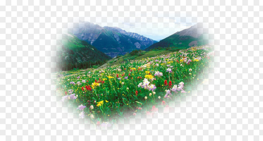 Flower Desktop Floral Design Colorado Music PNG design Music, flower clipart PNG