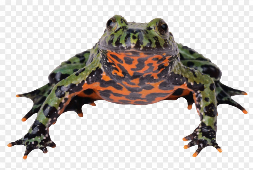 Frog Image Clip Art Photograph PNG
