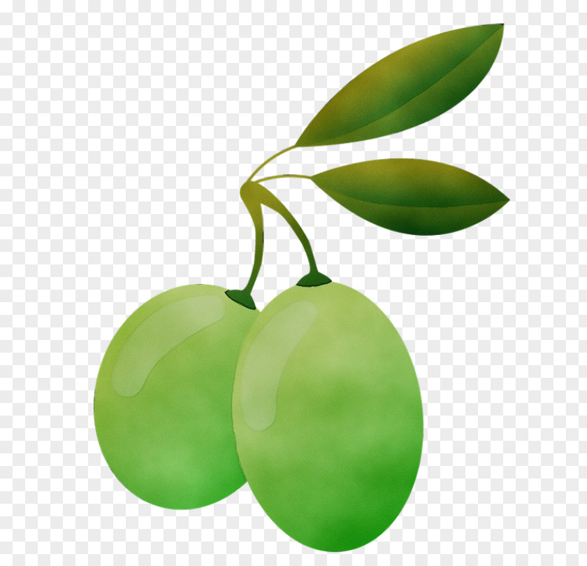 Green Leaf Plant Fruit Tree PNG