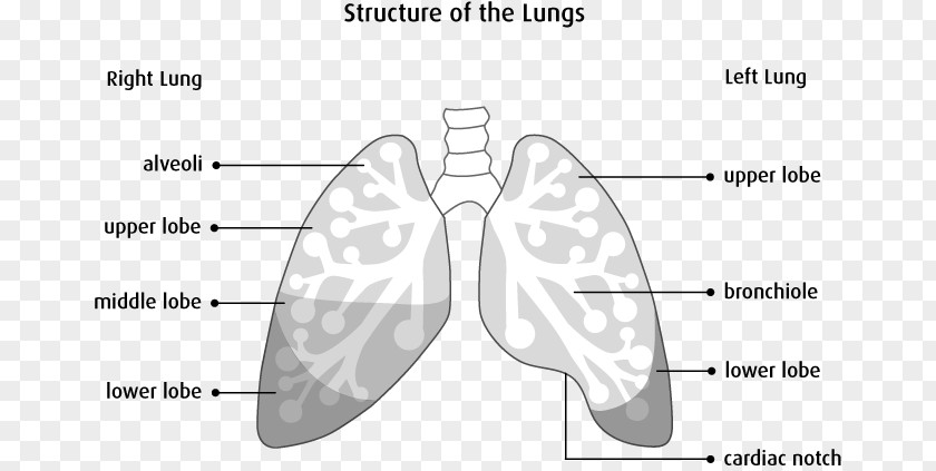 Human Respiratory System The Lungs Anatomy Physiology PNG