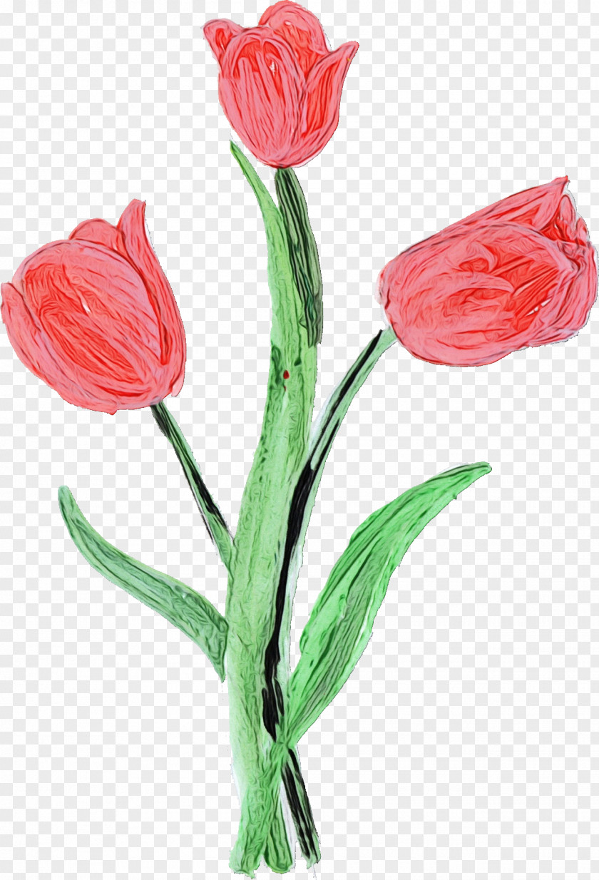 Lily Family Bud Flower Cartoon PNG